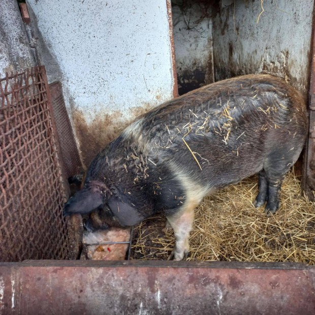 Duroc-Mangalica hizk eladk