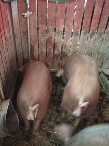 Duroc X Duroc kansldk eladk Nyregyhzn (01.08-ig kanok)