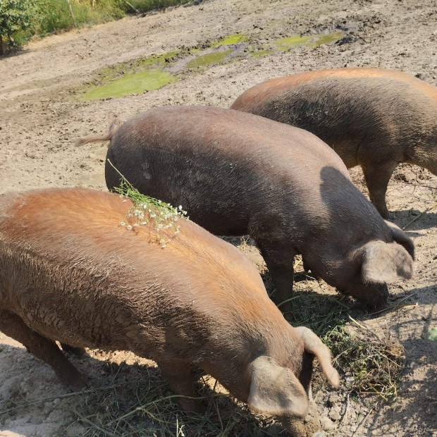 Duroc - mangalica kan