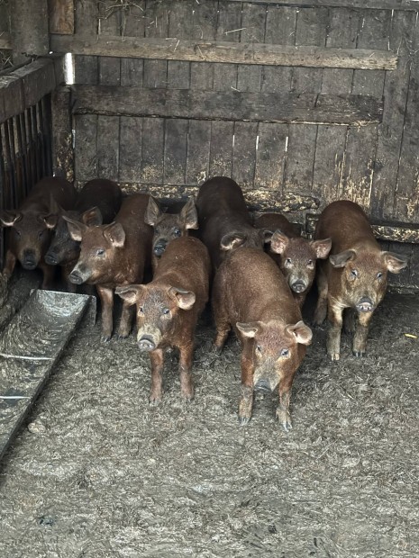 Duroc s Mangalica, hm s nstny, kis s nagy mretben eladk!!