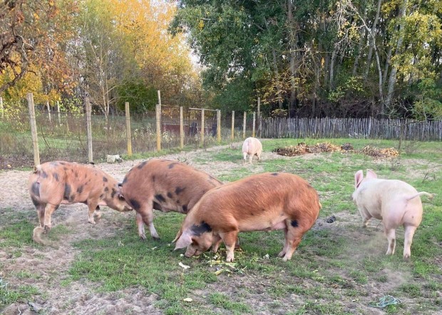 Duroc s magyar nagyfehr hz sertsek