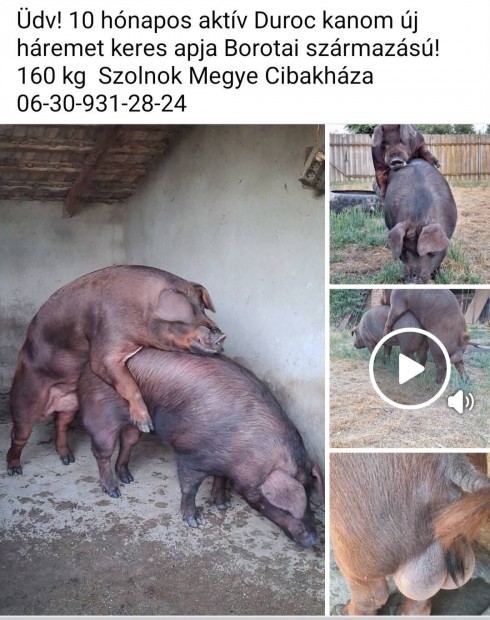 Duroc kan 10 hónapos aktív!