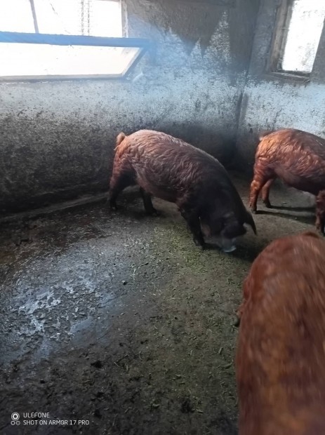 Duroc koca elad