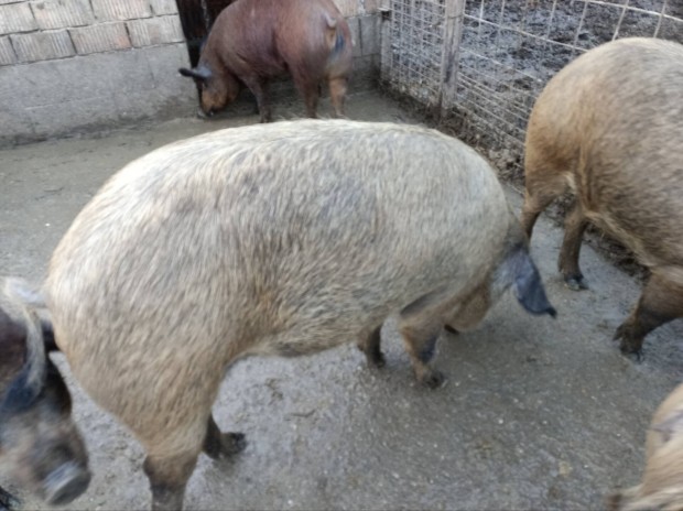 Duroc mangalica hzk eladk hz