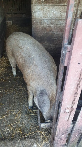 Duroc/mangalica koca hz