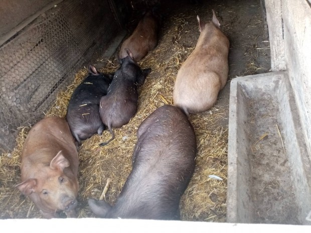 Duroc-mangalica sldk 