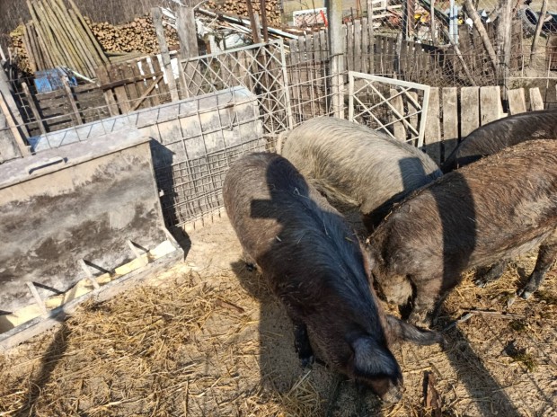 Duroc mangalica vgserts hz, akr anyadisznnak is