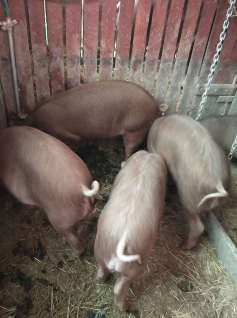 Duroc x Duroc kan sldk eladk nyregyhzn. 1200ft/kg