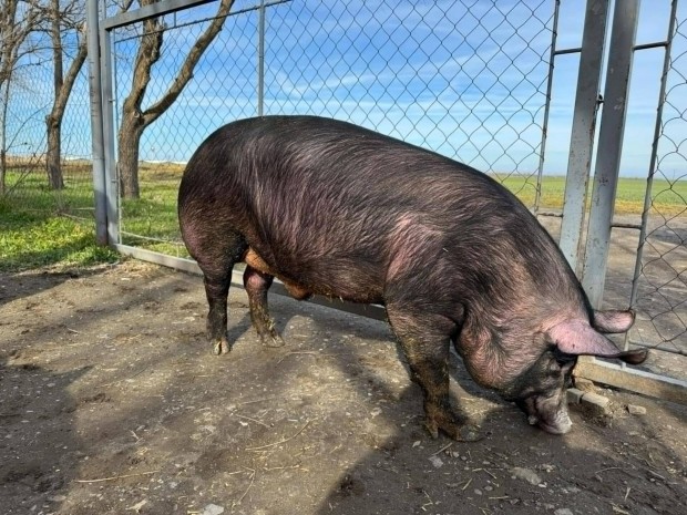 Duroc x H-39 tenyszkan