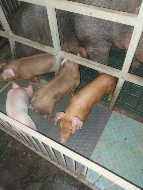 Duroc x Pietrain X Duroc