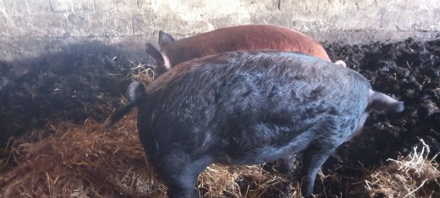 Duroc x mangalica rtny hz 