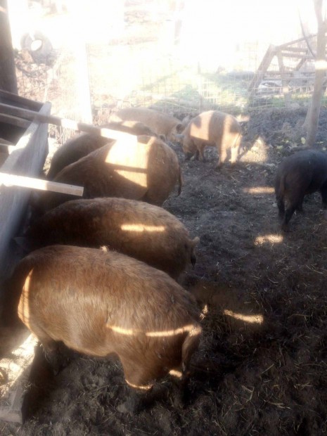 Duroc x mangalica hz eladk