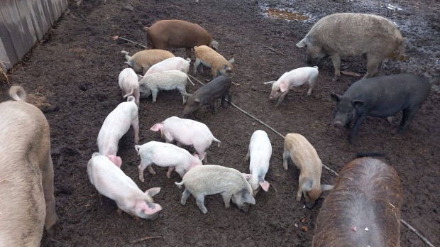 Duroc x nagyfehr X szke mangalica kan malac