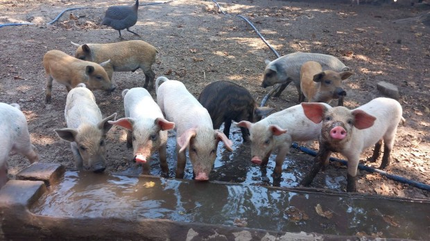 Duroc x nagyfehr, duroc x vaddiszn X szke mangalica emse