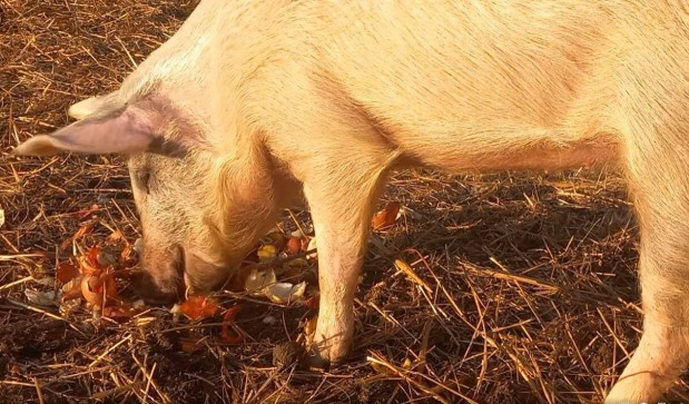 Duroc x nagyfehr x szke mangalica kocasld