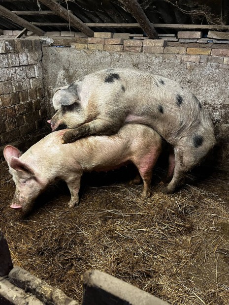 Duroc x pietrain kan