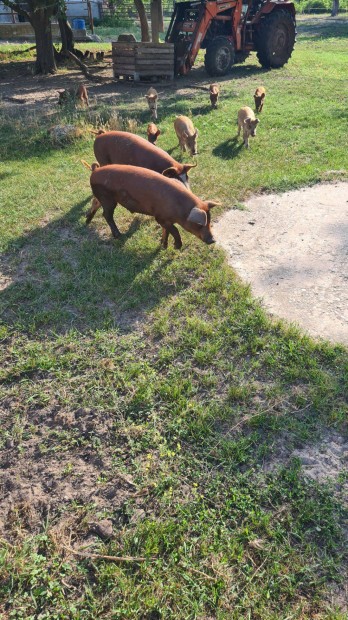 Duroc x pindur malacok eladk