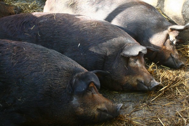 Durok, duroc x mangalica hzk