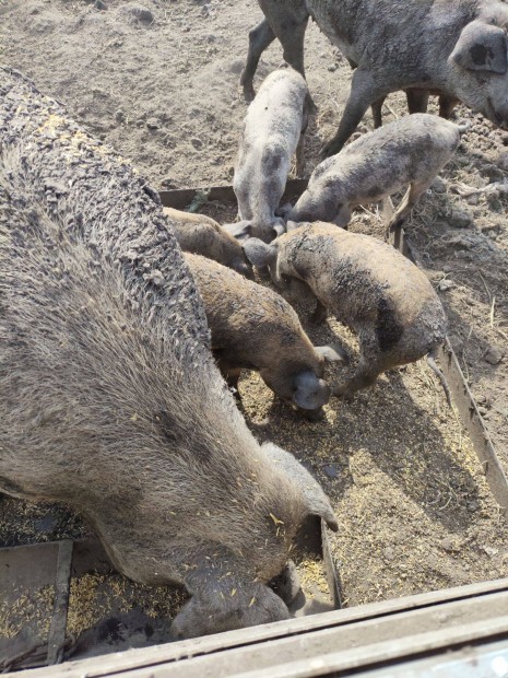 Durok mangalica malacok