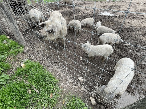 Durok mangalica malacok eladk