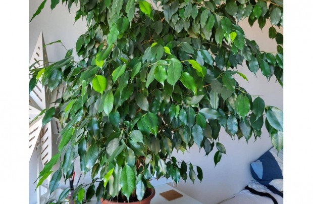 Ds, egszsges fikusz (Ficus Benjamina) 2db 150 s 180 cm magas