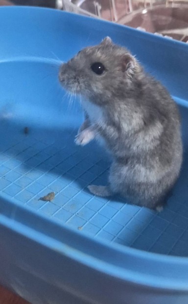 Dzsungáriai hörcsög eladó vagy cs.