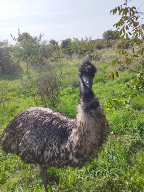 EMU tovbb tartsra vagy levgsra