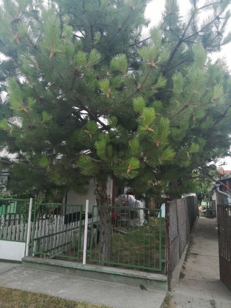 �RDLIGETI H�Z - PANEL LAK�S �R�N- PAPI F�LDI SZABADID�K�ZPONT MELLETT