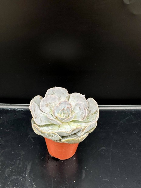 Echeveria - pozsgs