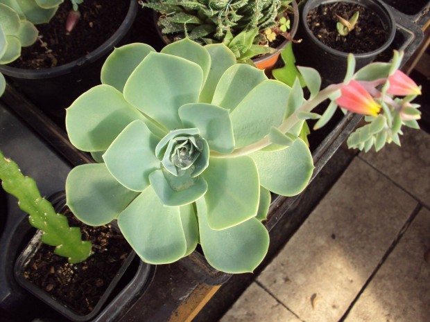 Echeveria elegans