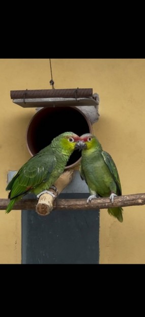 Ecuador amazon