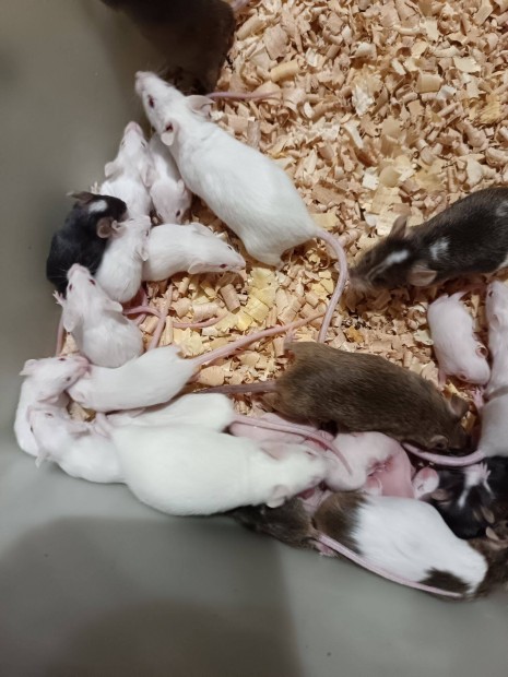 Eg�r t�bb m�retben