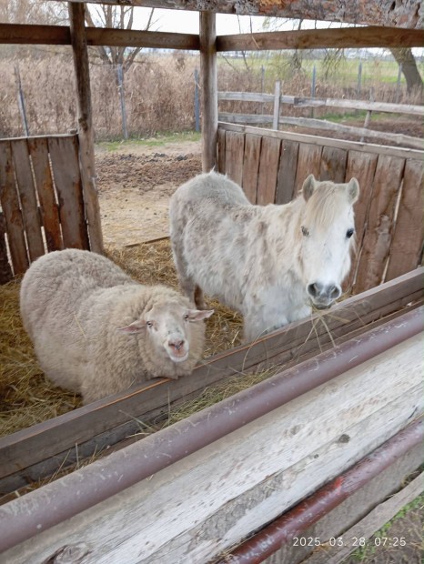 Eg�szs�ges Kos elad�