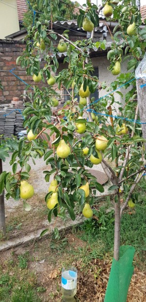 Egri h�z elad� �r alatt