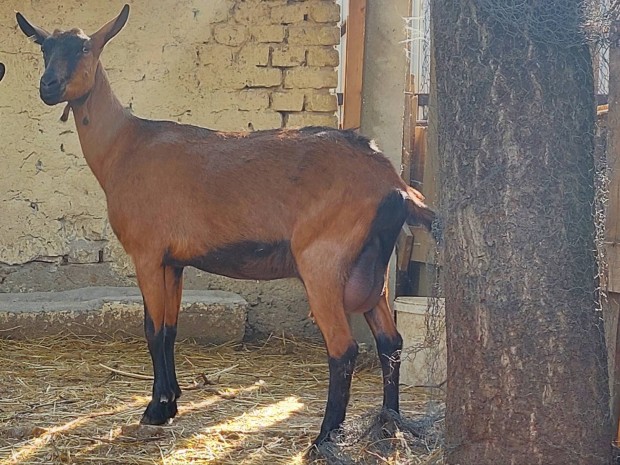Egy 4 hnapos Alpesi kecske bak elad!