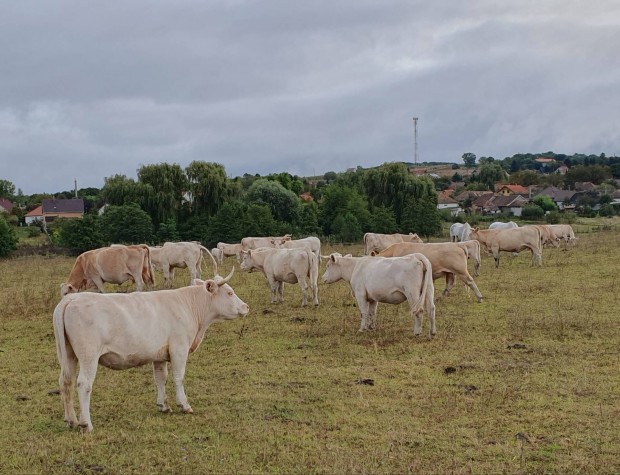 Egyb hshaszn - charolais gulya elad 