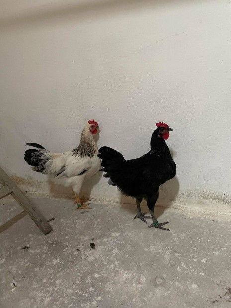 Egyesleti gyrs kakasok