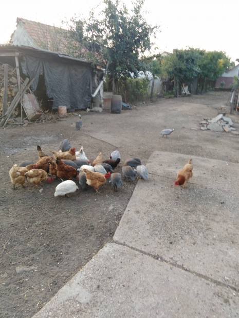 Egyves gyngytyk kakas,jrce vegyesen.