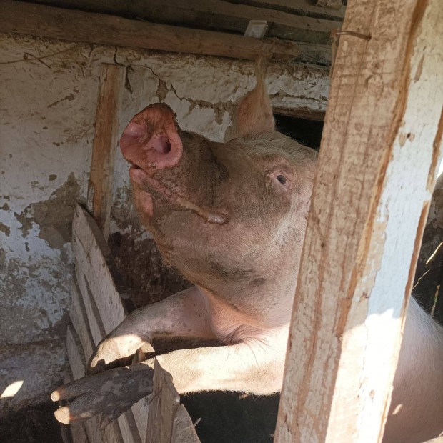 Egyszer fialt anyakoca elad