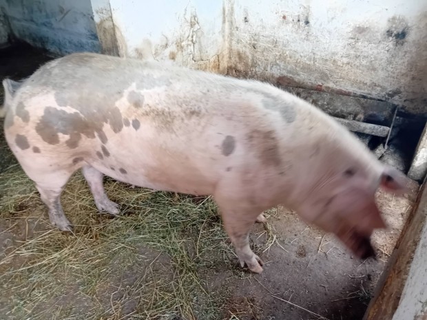 Egyszer fialt koca elad  ! 