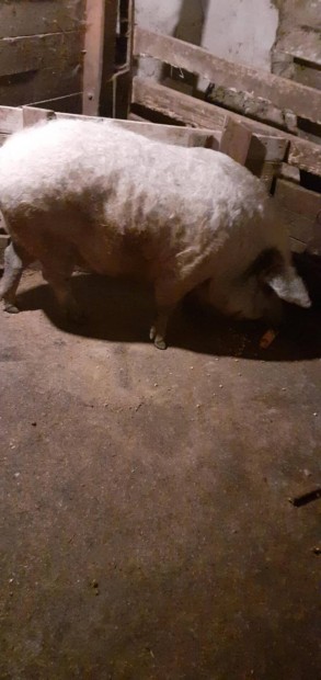 Egyszer fialt mangalica koca