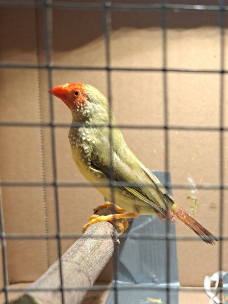 Egzota Madarak