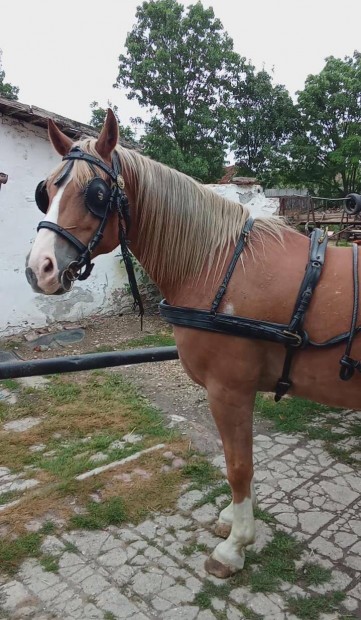 Eladsra knlom herlt lovamat 