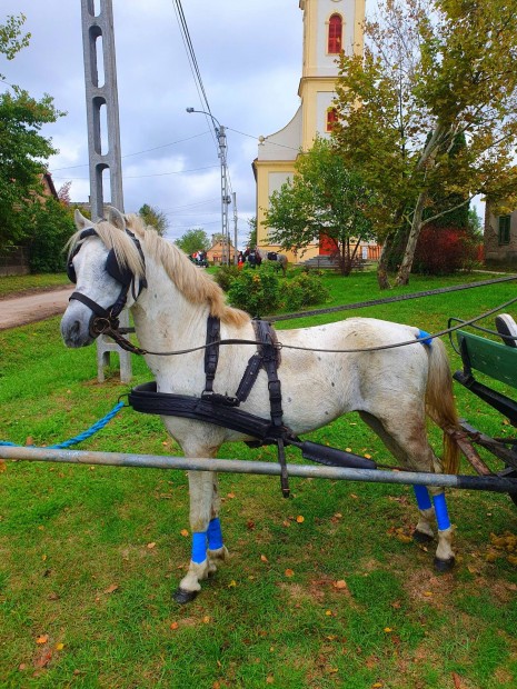 Elado130cm hobbi ptyos poni