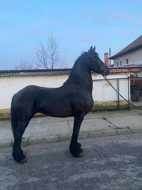 Elado Friz Lovak