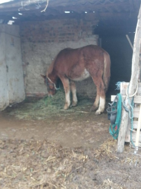 Elad 10 hnapos kanca csiko