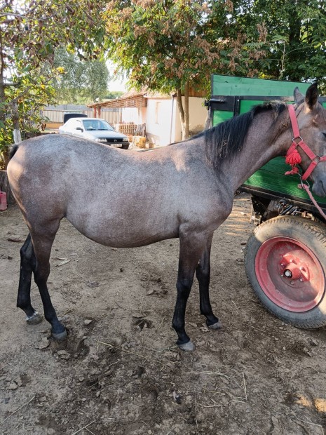 Elad 11 hnapos lipicai kanca csik .Szeld,jmbor.