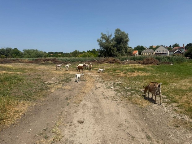 Eladó 11 kecske bak, anyák és gidák Enyingen