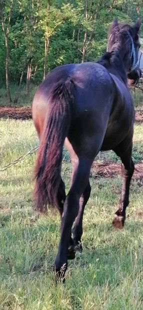 Elad 13 honapos csdr csik