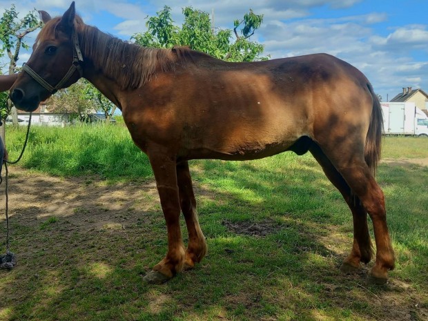 Elad� 145cm her�lt akci�s �ron